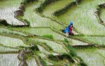 NEPALAS1