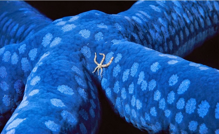 sea